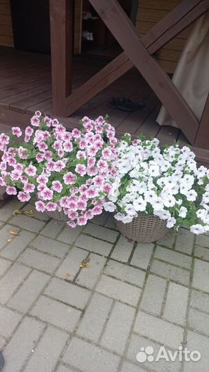 Петуния черенки