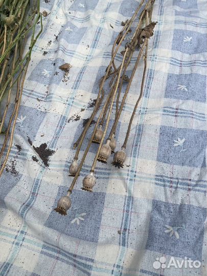 Мак декоративный