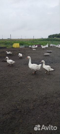 Гуси линда, муларды