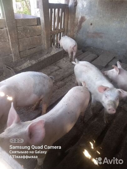 Поросенок ландрас-дюрок