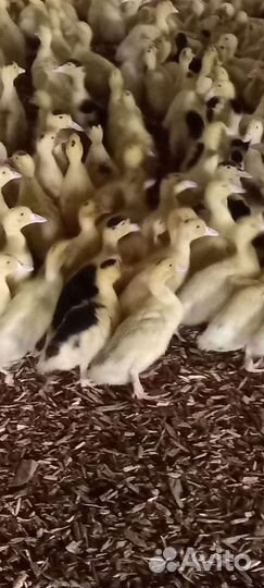 Утки муларды