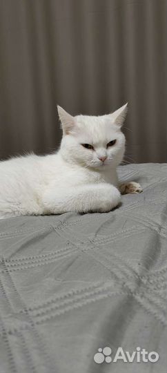 Кошка в добрые руки