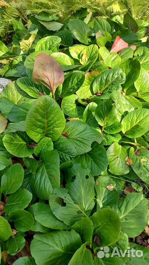 Папоротник садовый бадан