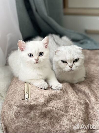 Шотланская кошка