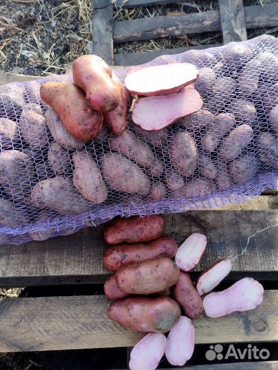 Картофель сорт фиолетовый,сюрприз