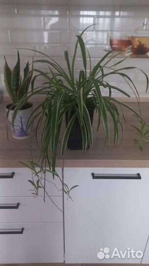 Сансевиерия. Хлорофитум