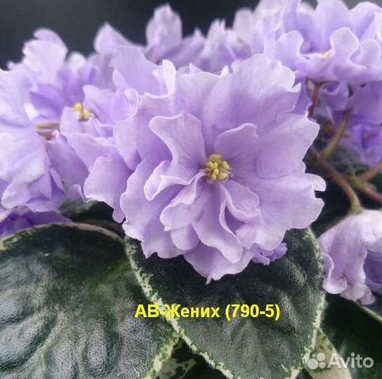Фиалки