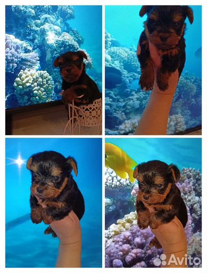 Йоркширский терьер