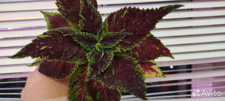 Мир колеус Sk