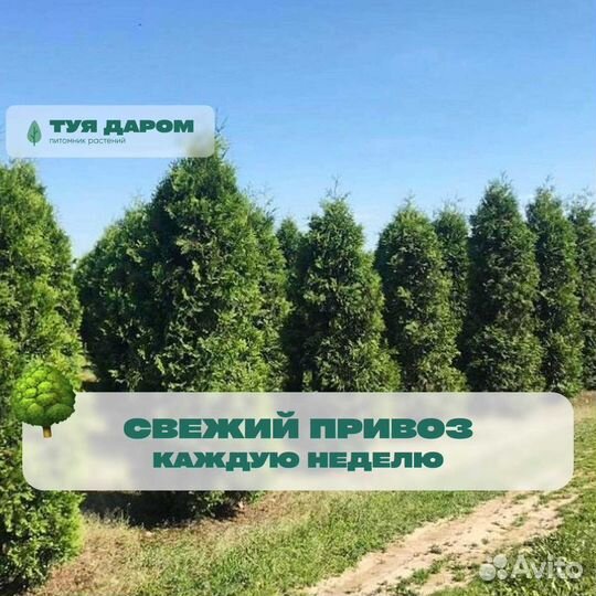 Туя смарагд брабант 150 см