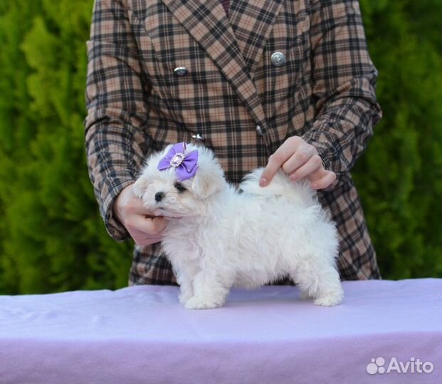 Мальчик Мальтезе