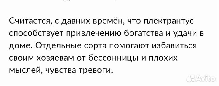 Плектрантус или домашняя мята