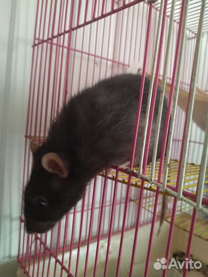 Крысы Дамбо