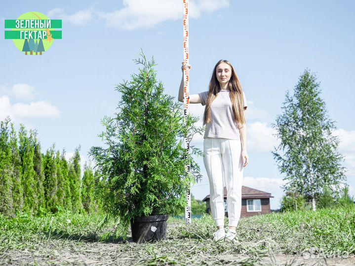 Туи свежая копка 2023