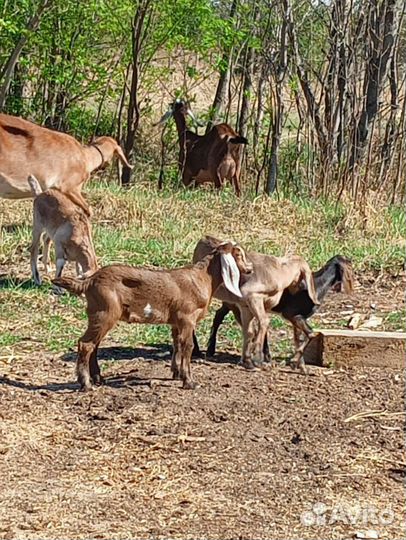 Коза альпо-чешская