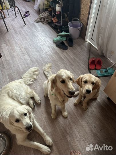 Передержка животных, няня для собак и кошек