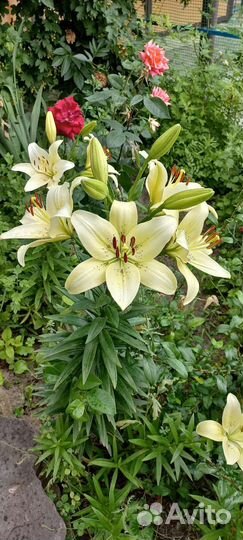 Лилии луковицы