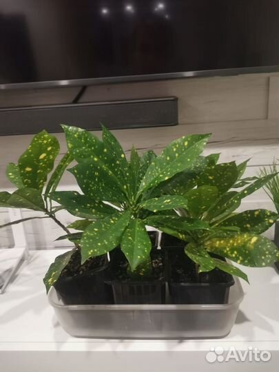 Аукуба японская