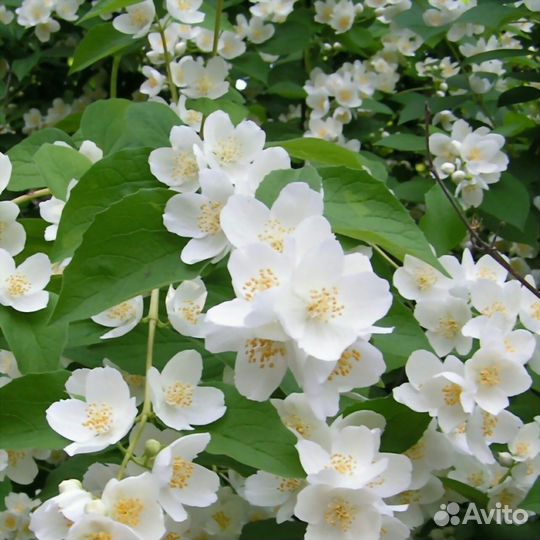 Жасмин чубушник саженцы