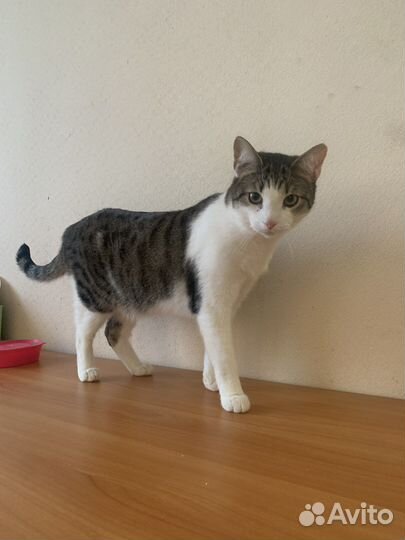 Кот в семью