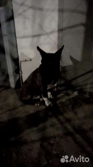 Маленькая недоверчивая собачка