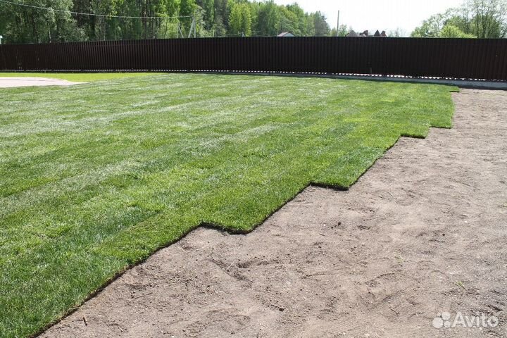 Рулонный газон, укладка рулонного газона