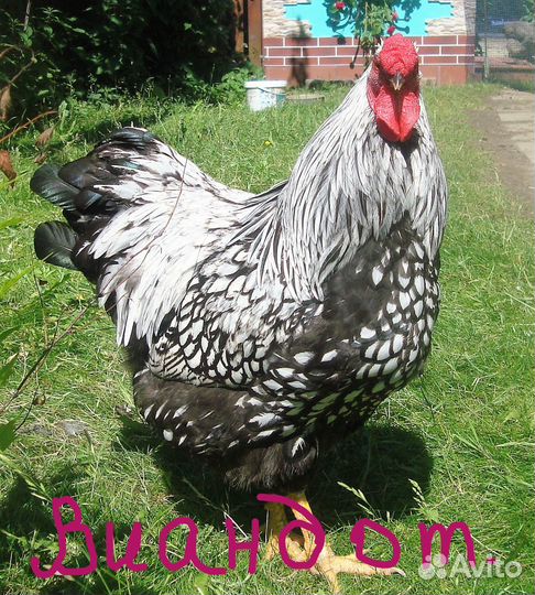 Петух Кученская Юбилейна Брама Пушкинская Дворянин