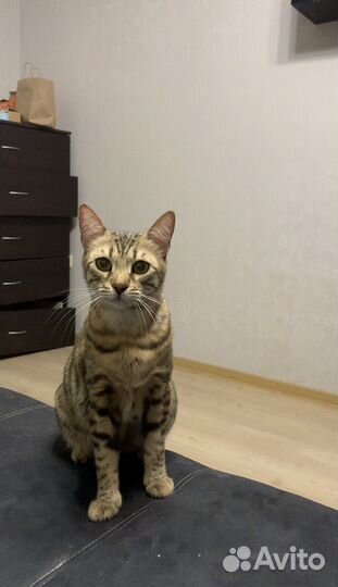 Кошка