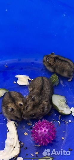 Джунгарский хомяк бесплатно