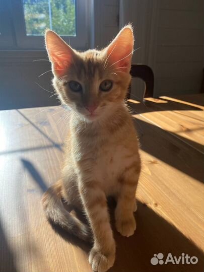 Рыжие котята