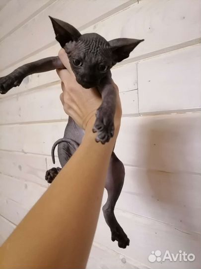 Канадские сфинксы