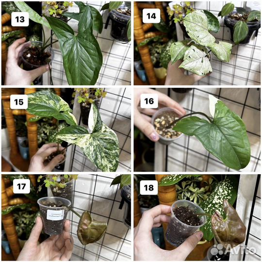 Комнатные растения