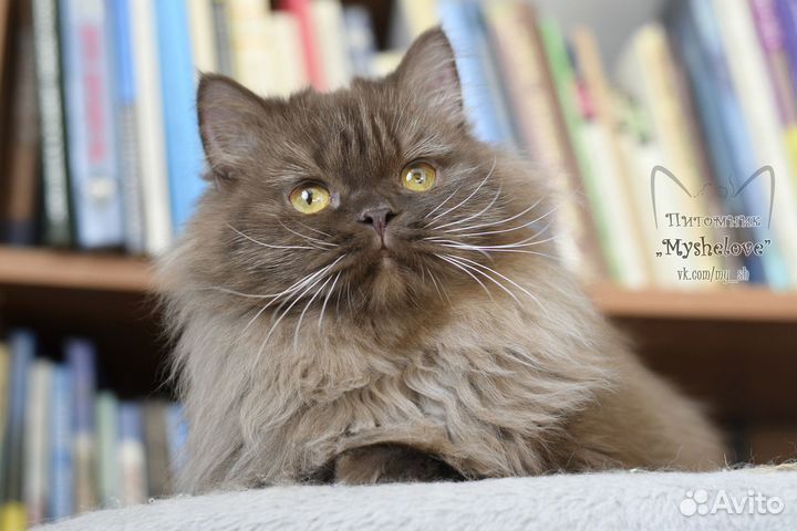 Пушистый шотландец (хайленд-страйт)