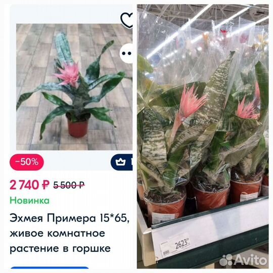 Эхмея. Декабрист (шлюмбергера)