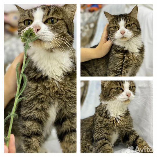 Пристраивается кошка