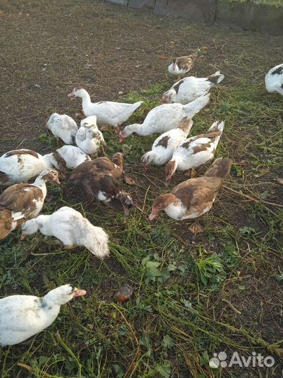 Индоутки на племя