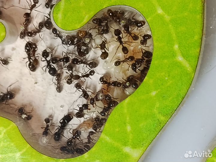 Муравьи Messor muticus