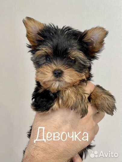 Йоркширский терьер щенки