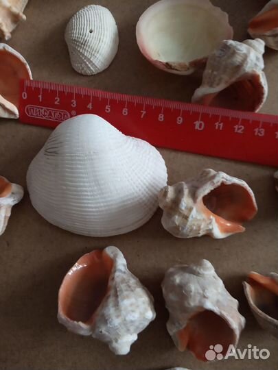 Ракушки рапаны морские