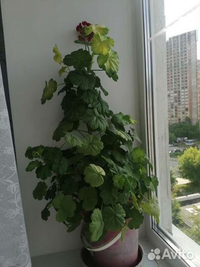 Домашние растения