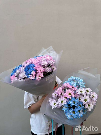 Ромашки. Хризантема ромашковидная