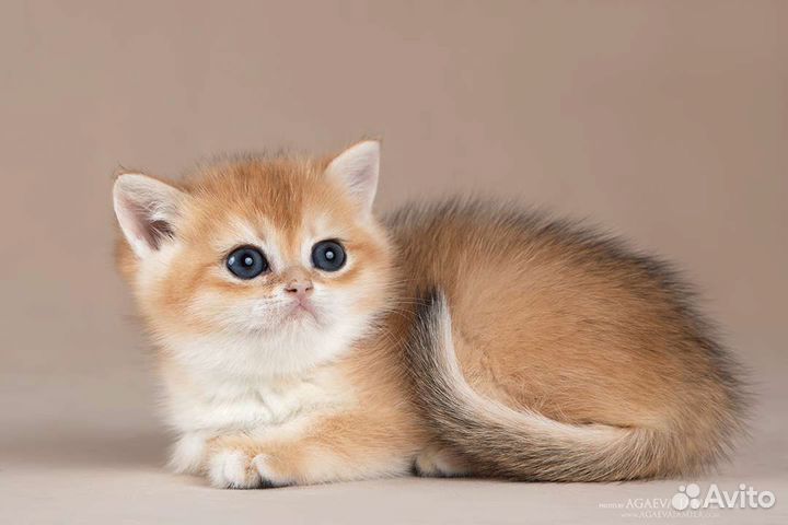 Котята золотые британские шиншиллы