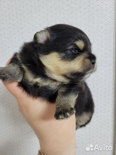 Собака шпиц