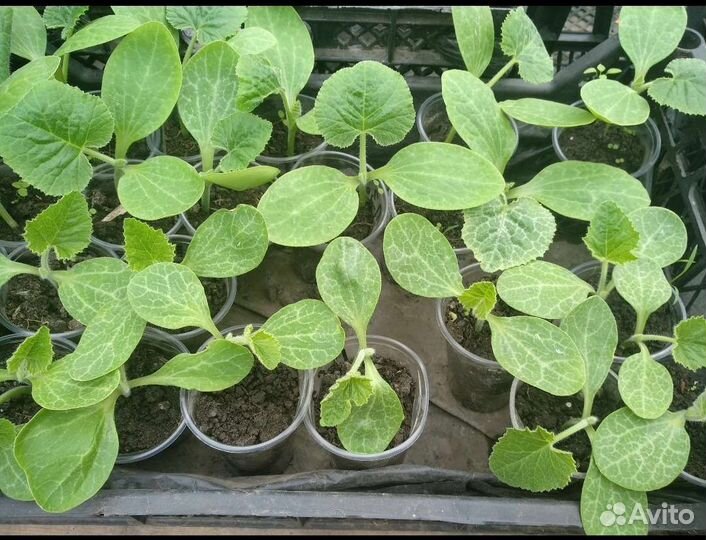 Тыква рассада, саженцы