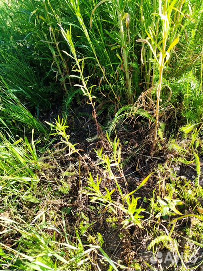 Эстрагон (тархун)