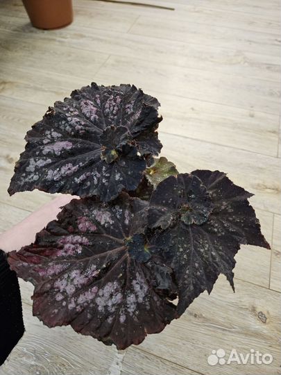 Комнатные растения цветы