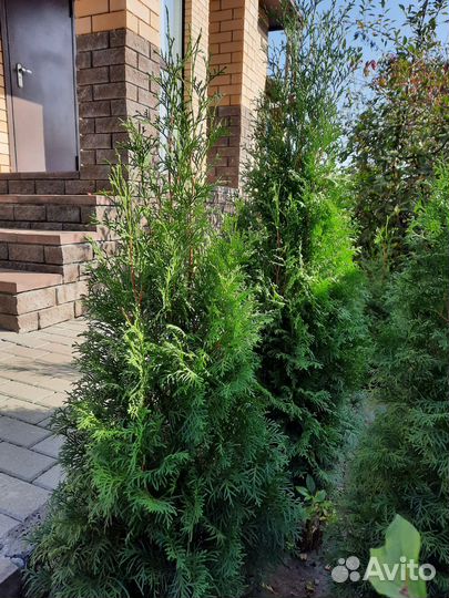 Саженцы туя