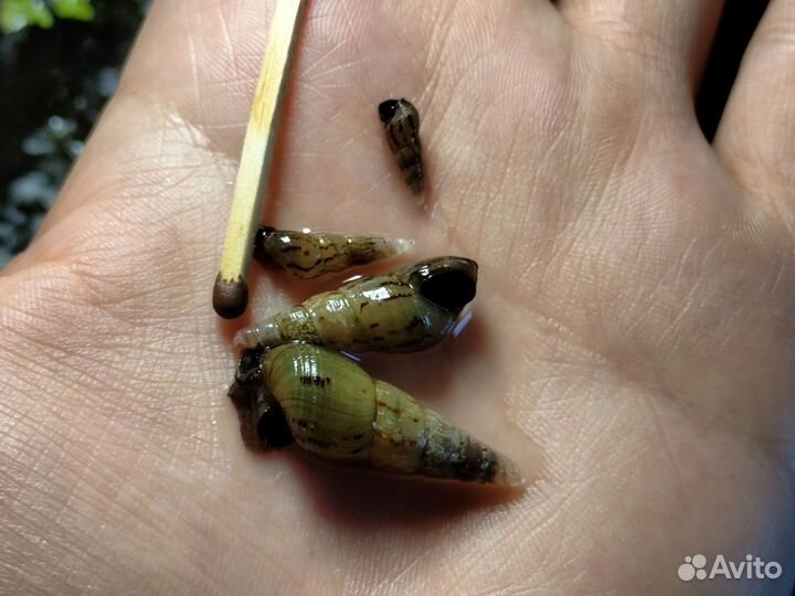 Улитки мелании