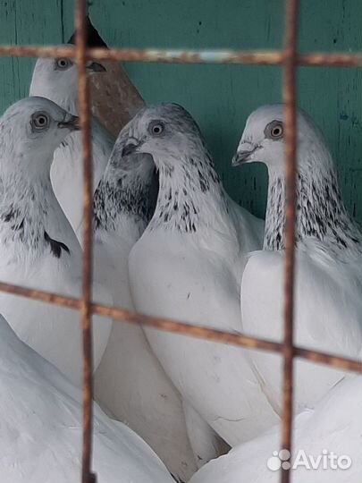 Голуби