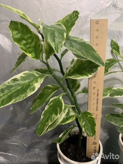 Педилантус